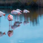 2022-12 - Parc ornithologique du Pont de Gau - Flamants roses - 30